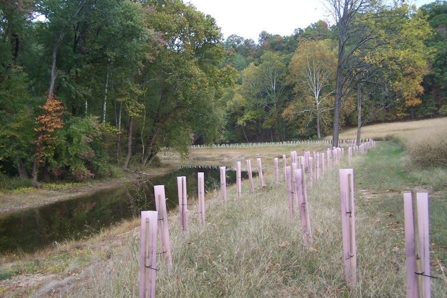 riparian forest buffer